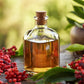 100 RED ELDERBERRY Sambucus Racemosa Scarlet Mountain Elder Bunchberry Tree Shrub Fruit Berry Seeds