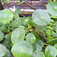 50 SPADELEAF Edible Coinwort Centella Asiatica Gotu Kola Herb Pink Flower Seeds