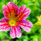 200 Mixed Colors PAINTED TONGUE (Velvet Trumpet Flower) Salpiglossis Grandiflora Virgiana Flower Seeds