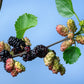 15 Red MULBERRY Morus Rubra Black Fruit Shrub Tree Seeds