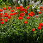 100 BEAUTY Of Livermere ORIENTAL POPPY Papaver Orientale Flower Seeds
