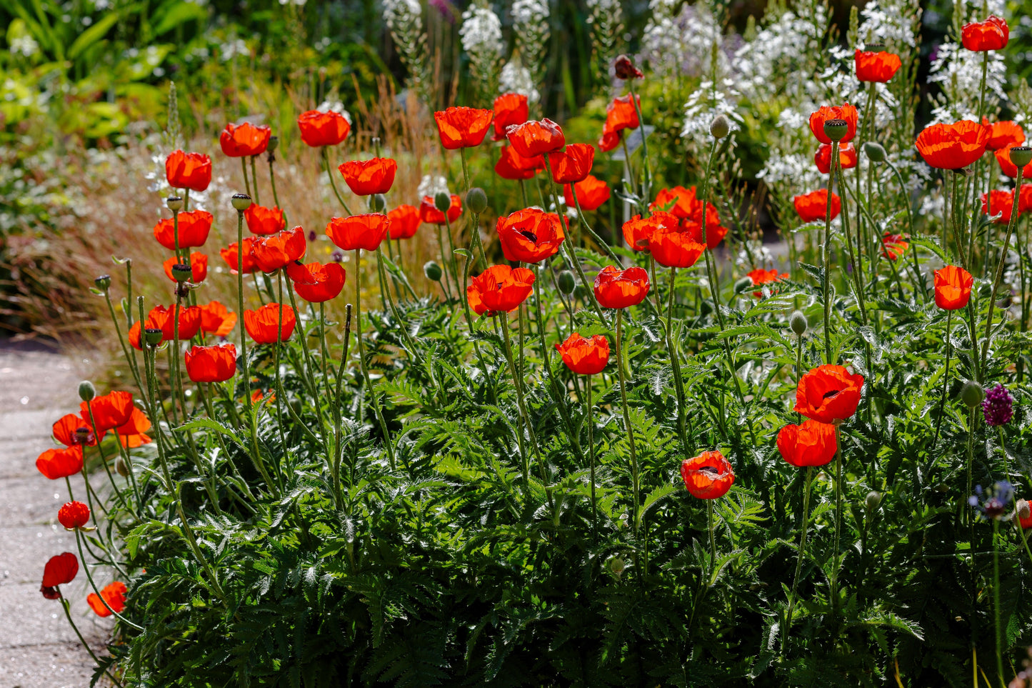 100 BEAUTY Of Livermere ORIENTAL POPPY Papaver Orientale Flower Seeds
