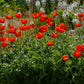 1000 MIXED Colors ORIENTAL POPPY Papaver Orientale Flower Seeds