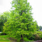 20 DAWN REDWOOD Tree Metasequoia Glyptostroboides Conifer Seeds