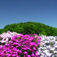 200 MIXED COLORS LOBELIA Regatta Lobelia Erinus Flower Seeds