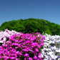200 MAGENTA PINK LOBELIA Regatta Lobelia Erinus Flower Seeds