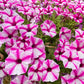 100 STAR MIX PETUNIA Mixed Colors Petunia Violacea Flower Seeds Red Blue Purple