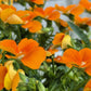 50 ORANGE SUN PANSY Swiss Giant Viola Wittrockiana Flower Seeds