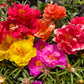 100 Mixed Colors PORTULACA MOSS ROSE Grandiflora Flower Seeds