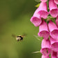 1000 PINK FOXGLOVE Digiitalis Purpurea Flower Seeds