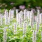 500 GIANT YELLOW HYSSOP Agastache Nepetoides Herb Flower Seeds