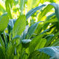 500 MIBUNA CABBAGE Mibu Greens Japanese Brassica Rapa Japonica Vegetable Seeds
