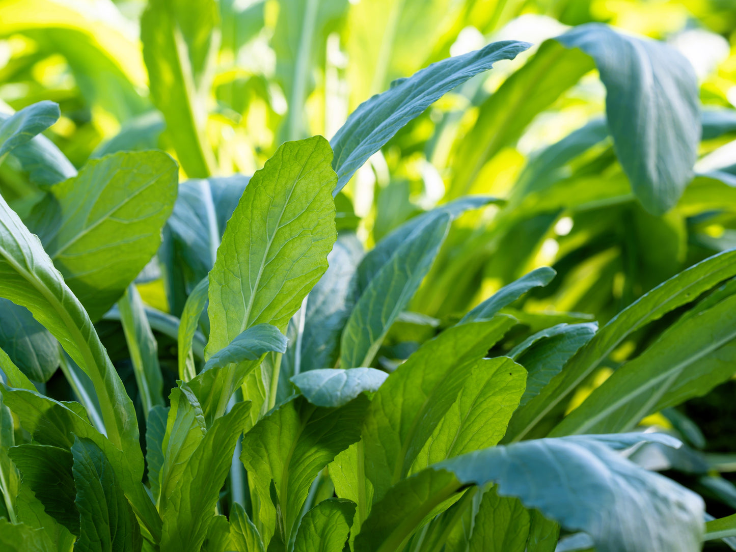 500 MIBUNA CABBAGE Mibu Greens Japanese Brassica Rapa Japonica Vegetable Seeds