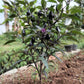 25 BLACK HUNGARIAN PEPPER Capsicum Annuum Mildly Hot Vegetable Seeds
