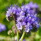 300 PURPLE TANSY Lacy Fiddleneck Phacelia Tanacetifolia Flower Seeds