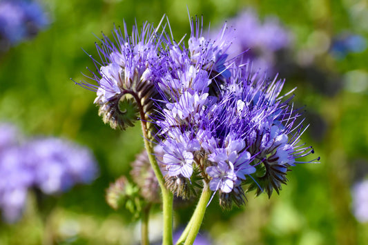 300 PURPLE TANSY Lacy Fiddleneck Phacelia Tanacetifolia Flower Seeds