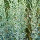 500 ABSINTHE WORMWOOD Common Artemisia Absinthium Green Ginger Herb Flower Seeds