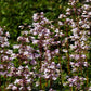 25 HUSKER RED PENSTEMON Digitalis Foxglove Beardtongue White Flower Seeds