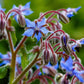 100 Blue Star BORAGE HERB Borago Officinalis Flower Seeds