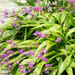 50 Hardy CHINESE GROUND ORCHID Bletilla Striata Purple Flower Seeds