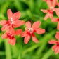 20 PAINTED PETALS FREESIA Mixed Colors Anomatheca Laxa Red Blue Pink White Purple Flower Seeds