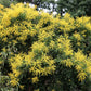 10 GOLDEN RAIN TREE Goldenrain Koelreuteria Paniculata Yellow Flower Seeds