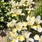 20 MIXED SIBERIAN IRIS Sibirica Iris Bicolor Blue Red White Yellow Purple Siberian Flag Flower Seeds