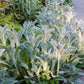100 Wolly LAMBS EAR Stachys Byzantina Silvery Fuzzy Leaves Purple Flower Seeds