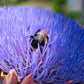 50 PURPLE ROMAGNA ARTICHOKE Italian Cynara Scolymus Flower Vegetable Seeds