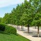 15 TULIP POPLAR TREE Yellow Flower Liriodendron Tulipifera Whitewood Seeds