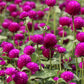 50 GLOBE AMARANTH MIX Gomphrena Globosa Mixed Colors Amaranthus Flower Seeds