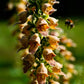 50 RUSTY FOXGLOVE Hummingbird Flower Digitalis Ferruginea Yellow Herald Seeds