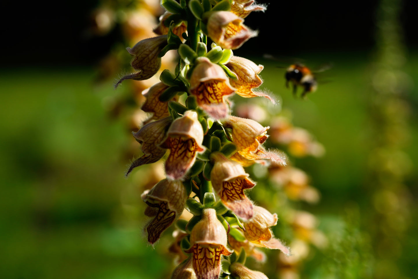 50 RUSTY FOXGLOVE Hummingbird Flower Digitalis Ferruginea Yellow Herald Seeds