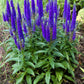 50 Mixed Colors VERONICA SIGHTSEEING MIXTURE (Spike Speedwell) Veronica Spicata Flower Seeds