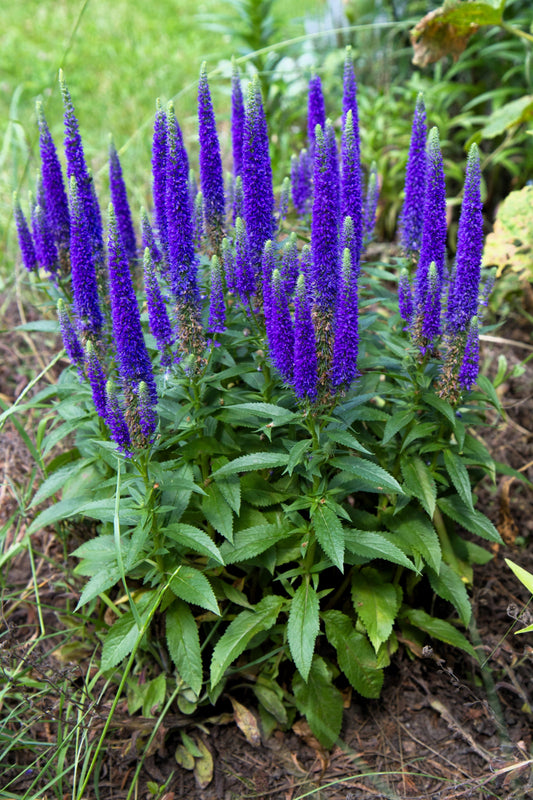50 Mixed Colors VERONICA SIGHTSEEING MIXTURE (Spike Speedwell) Veronica Spicata Flower Seeds