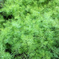 2500 BOUQUET DILL Anethum Graveolens Herb Flower Seeds