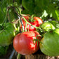 500 BEEFSTEAK TOMATO Lycopersicon Lycopersicum Fruit Vegetable Seeds