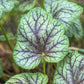 50 HEUCHERA Americana CORAL BELLS Dale's Strain American Alumroot Flower Seeds