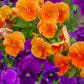 50 ORANGE SUN PANSY Swiss Giant Viola Wittrockiana Flower Seeds