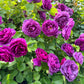 5 PURPLE ROSE Rosa Floribunda Bush Shrub Perennial Flower Seeds