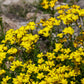 500 Organic GOLDEN FLAX Yellow Linseed Common Linum Flavum Flower Seeds