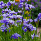 20 MIXED SIBERIAN IRIS Sibirica Iris Bicolor Blue Red White Yellow Purple Siberian Flag Flower Seeds