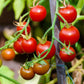 30 Dwarf Cherry TOMATO TINY TIM Solanum Lycoperscium Red Fruit Seeds