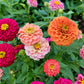 500 Mixed Colors CALIFORNIA GIANT ZINNIA Elegans Flower Seeds