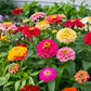 200 Mixed Colors ZINNIA POMPON Zinnia Elegans Flower Seeds