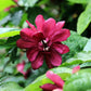 10 SWEETSHRUB Carolina Allspice Fragrant Calycanthus Floridus Shrub Flower Seeds
