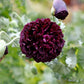 250 BLACK PEONY POPPY Papaver Peoniflorum Flower Seeds