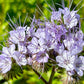 300 PURPLE TANSY Lacy Fiddleneck Phacelia Tanacetifolia Flower Seeds