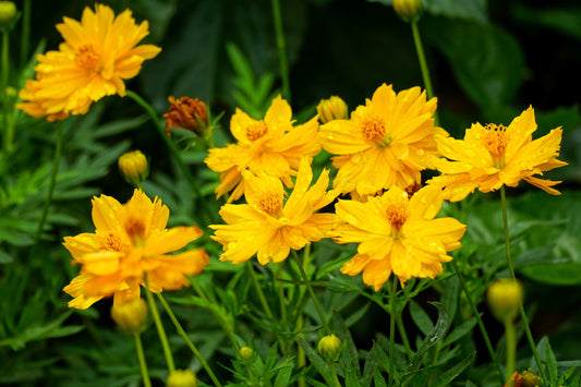 300 YELLOW SULPHUR COSMOS Bipinnatus Flower Seeds