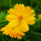300 YELLOW SULPHUR COSMOS Bipinnatus Flower Seeds